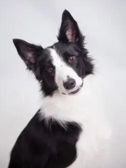 Retrato de un border collie durante una sesión de fotografía profesional de mascotas en estudio en Madrid.